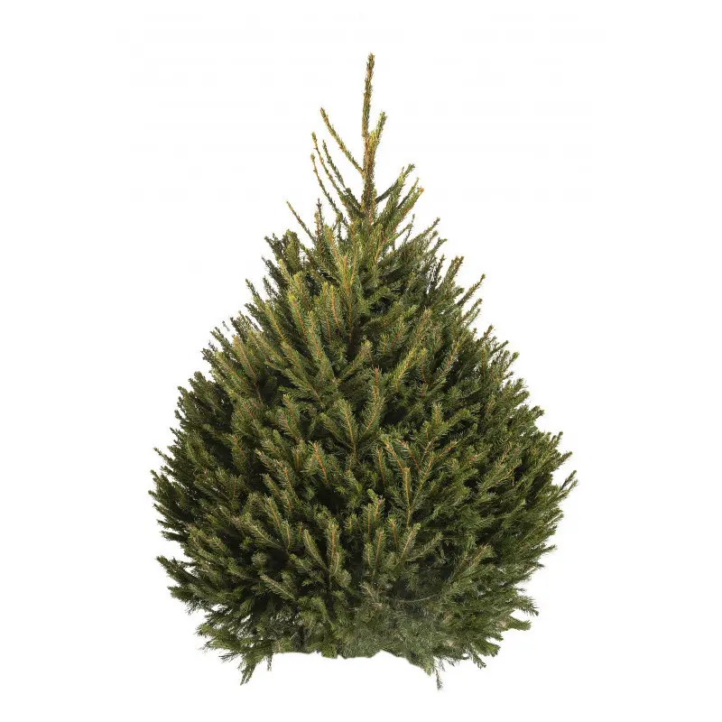 ÉPICÉA 150/200 cm : 19,50 €