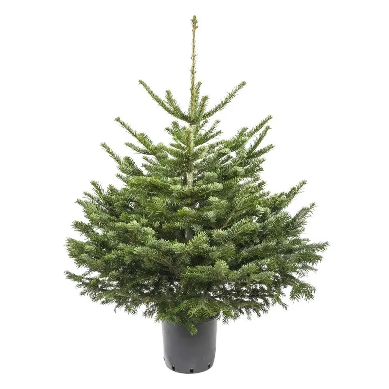 NORDMANN pot 100/150 cm