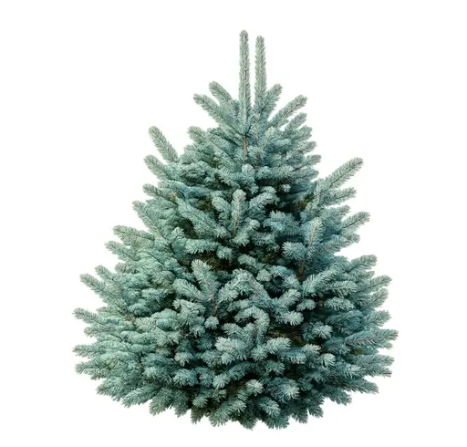 Nobilis 150/200