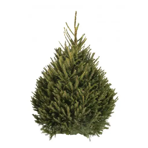 ÉPICÉA 200/250 cm