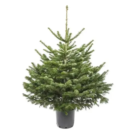 NORDMANN pot 150/175 cm