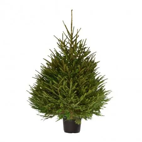 ÉPICÉA en pot 150/175 cm